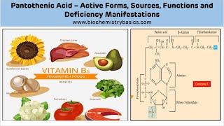 Pantothenic Acid Biochemistry  Vitamin B5 Biochemistry  Coenzyme A [upl. by Annavoj676]