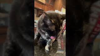 My cat gets crazy when she gets chicken cute cat cats tortitude funnycats [upl. by Adoh]