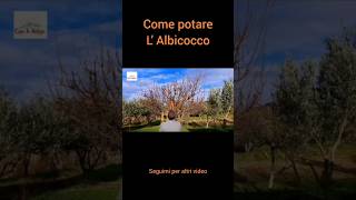 Come Potare LAlbicocco [upl. by Donela879]