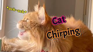 Cat ChirpingMaine Coon Chirping고양이 지저귐고양이 채터링 CatChirping funnycatsvideos funnycats [upl. by Lotsirk]