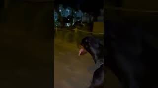 South Beach Night Rollerblading with my Doberman Pinscher [upl. by Aneeram]