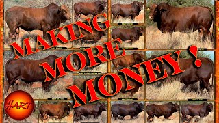 MAKING MORE MONEY WITH BONSMARA GROWER BULLS [upl. by Adnerol964]