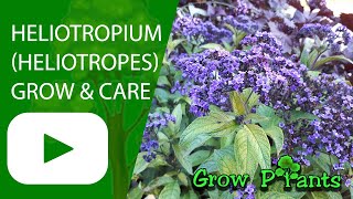 Heliotropium  grow amp care Heliotrope [upl. by Attemaj]