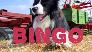 ‘BINGO’ Song for kids Farmer and his dog song EY KS1 Border Collie Sheepdog [upl. by Amatruda]