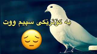 Husen Rashid ba kotreky spym wttحسێن ڕەشید بە کۆترێکی سپیم ووت [upl. by Anassor]