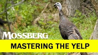 Turkey Calls And Turkey Calling How To Master The Yelp How To Use Mouth Calls [upl. by Aihsirt59]