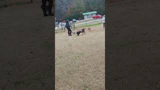 Old dog park video Pre huskies dogs dogshorts [upl. by Llenhoj]