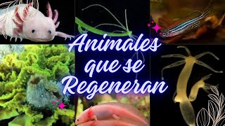 Animales que se regeneran regenerative regeneracioncelular [upl. by Ahsienar]