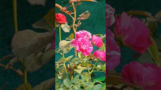 Rose flower green nurseryflowerarrangement flowers [upl. by Ynoble663]