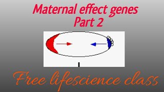 Maternal Effect GenesMechanism of maternal effect genes [upl. by Ave505]