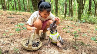 My dog ​​follows me into the woods for a walk and looks so cute [upl. by Pihc]