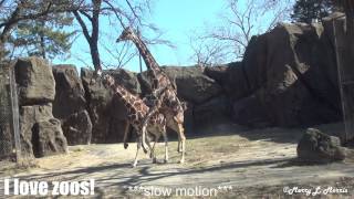 Philadelphia Zoo Giraffes Trying to Make a Baby slow motion video [upl. by Brader]