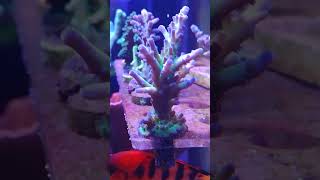 Austera Acropora SPS [upl. by Aicirtac]