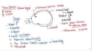 Eye Sense Organs Lec 1 Common Entrance Examinationmp4 [upl. by Leiuqeze]