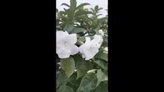 belly flower shortvideo flowers flowervarieties mango nature garden naturalflowersquot [upl. by Ggerk607]