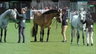 RDS Dublin Horse Show 2016 Connemara Stallion Parade [upl. by Neibart64]