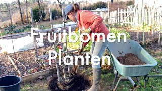 Inis Moestuin 80  Fruitbomen planten in het late najaar en vroege winter mits vorstvrij [upl. by Estas663]