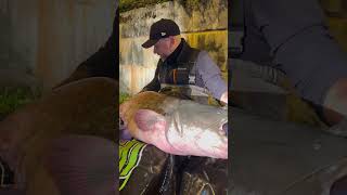 Ce MONSTRE m’a fait un combat de TITAN  🔱 fishing big silure catfish fish fishingvideo [upl. by Nobell]