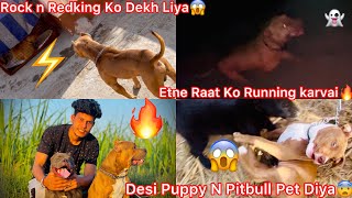 Rock N Redking Ko Dekh Liya😨 Apbt Dog Ki Training Karvai Raat Ko👻 Desi Puppy Vs Pitbul Fight😱 [upl. by Strephon321]