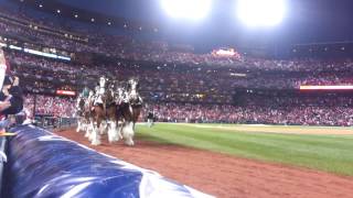 2013 World Series Clydesdales at Busch Stadium [upl. by Avihs774]