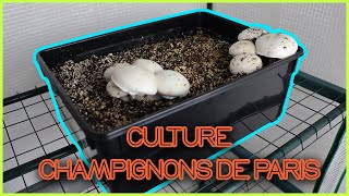 🍄 Faire POUSSER des CHAMPIGNONS de PARIS TUTO [upl. by Elah607]