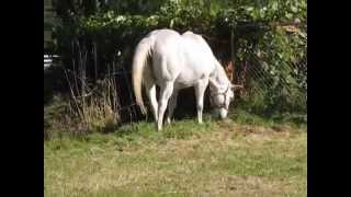 FW Quarter Horses Quarter Horse Broodmare ROSY D ROMAN in foal to ALITTLE RNR for Jan 2010 [upl. by Valerlan514]