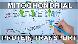 Protein Transport into Mitochondria [upl. by Chew]