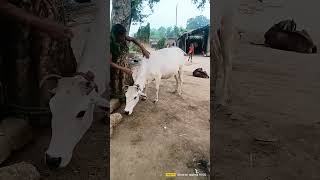 Treatment of cowinjection cow 🥳🥰 [upl. by Patricia]