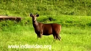 Deers of Kerala  Flora and Fauna Video [upl. by Nibur]