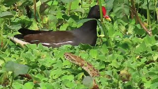 Snake Attack  Russells Viper Snake Attacks Birds [upl. by Aissatsana916]