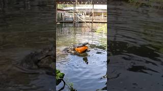 Did you know crocodilians have over 2000 PSI per bite shorts youtubeshorts pumpkin halloween [upl. by Sly116]