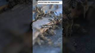 Sabias sobre la Biogeografia en la utilizacion Genetica en las Abejas Reinas curiosidades abejas [upl. by Pesek]