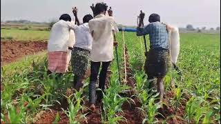 Inter cultural operation with bullocks and country plough [upl. by Bigford]