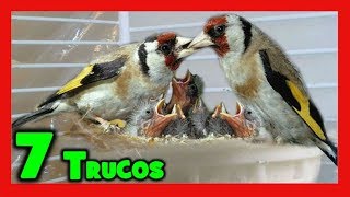 7 TRUCOS para CRIAR JILGUEROS 🐤 CRIA DE JILGUEROS MAYOR o CRIA DE JILGUEROS PARVA en cautividad [upl. by Tessi270]