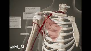 Axilla Axillary Fossa  Anatomy  Physical Therapy [upl. by Quinby]