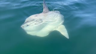 Ocean sunfish spotted swimming off coast of New Hampshire [upl. by Crosby]