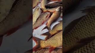 Unbelievable big gulfam blast fishing in mangla dam big gulfam fish blast fishing mangla dam [upl. by Ylen]