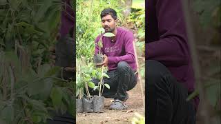 Miriyalu Plants  Black Pepper Plants  Spices Plants In Telugu  Kadiyam Abbai  Shorts  240 [upl. by Lehteb287]