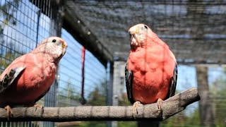 Rosey Bourke Parakeets bathing playing and singing  Bourke Parakeet Sounds [upl. by Enillebyam]