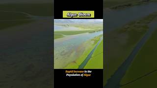 ALGAE BLOOM  algaebloom  WHAT IS ALGAE BLOOM shortsviraltrending [upl. by Otilrac]