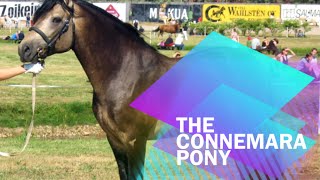 Fun Facts About The Connemara Pony [upl. by Gertrud324]