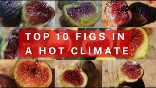 Top 10 Figs  Hot Desert Climate [upl. by Saref928]