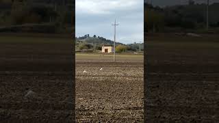 Gli uccelli hanno fame mangiano seme grano in un campo appena seminato [upl. by Smith]