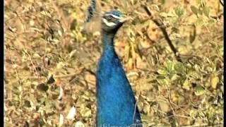 Indian Peafowl  Peacock   The National Bird of India [upl. by Enelram]