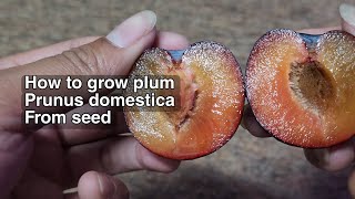 HOW TO GROW PLUM Prunus domestica FROM SEED [upl. by Elisha643]