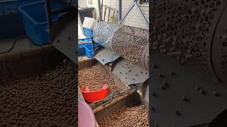 hickory nut processing shortvideo shorts [upl. by Rowan]