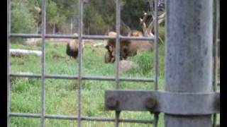 Lion fight Four male lions fight at Melbourne Zoo  two perspectives [upl. by Austine]