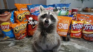 Raccoon Tries Most Popular Chips to see Which Chip is the Best [upl. by Steere]