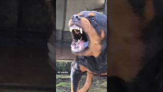 Angry Rottweiler barking at people rottweiler angrypuppy dogsound angrydog angrypets puppy [upl. by Carlene]