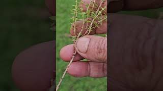 Mrs Murshida Botanist explain about Rotola rosea [upl. by Margherita699]